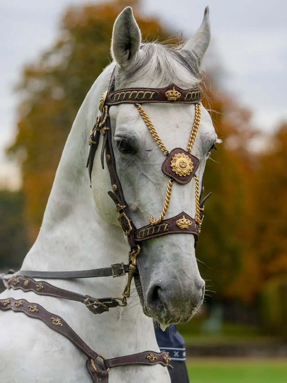 Cheval gris avec une bride de parade