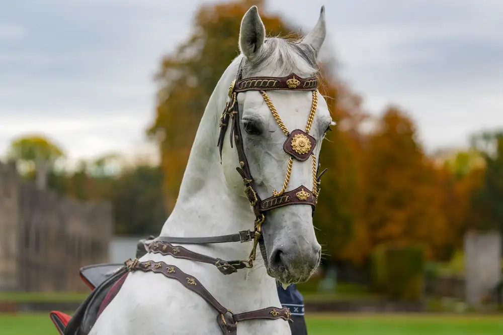 Cheval gris de spectacle