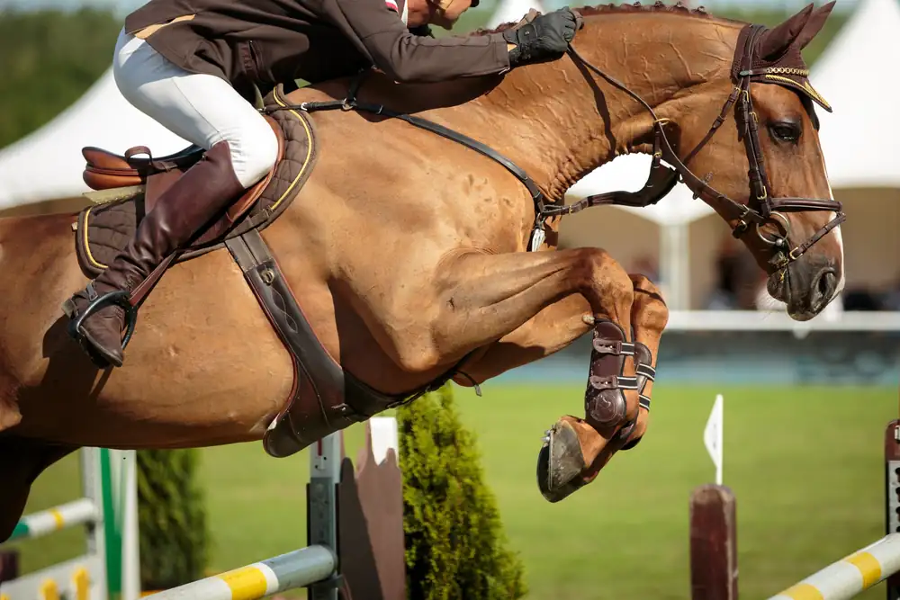 Cheval et cavalier en concours de saut d’obstacles