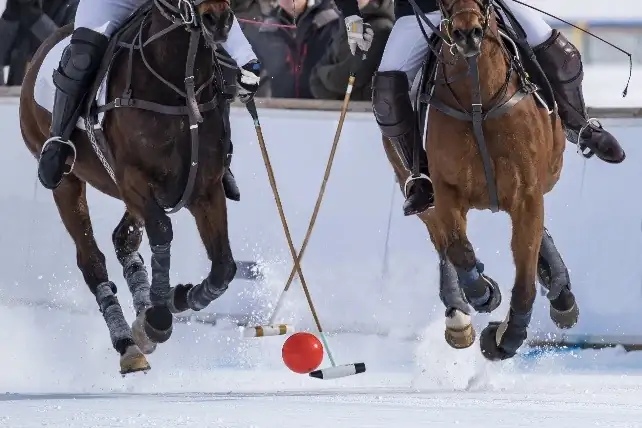 Chevaux de polo sur la neige