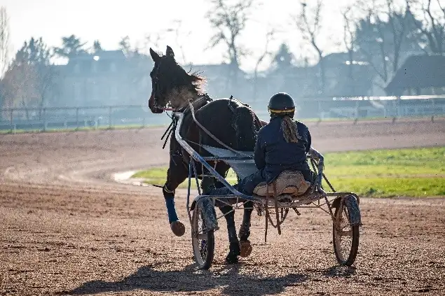 Trotteur attelé à un sulky à l’entraînement